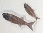 Mioplosus & Knightia Fossil Fish Association - Wyoming #62665-3
